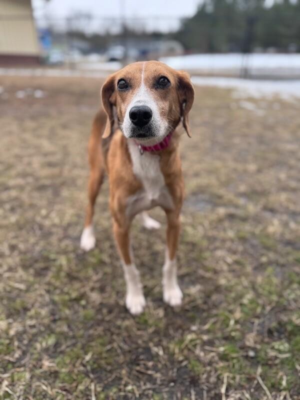 Lexi, Adoptable, Adult Female Hound.