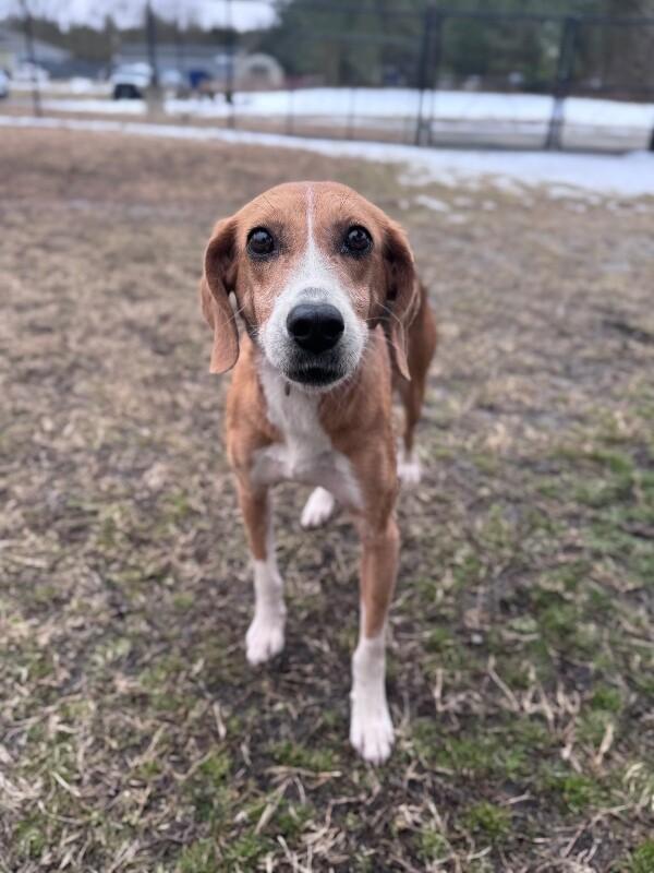 Enlarge Lexi, a Adoptable Hound in Disputanta, VA image 3/3