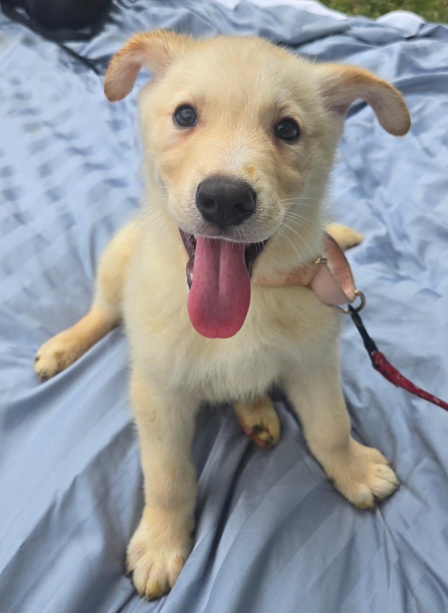 JAMESON $425, an adoptable mixed breed in Milwaukee, WI image 2/4