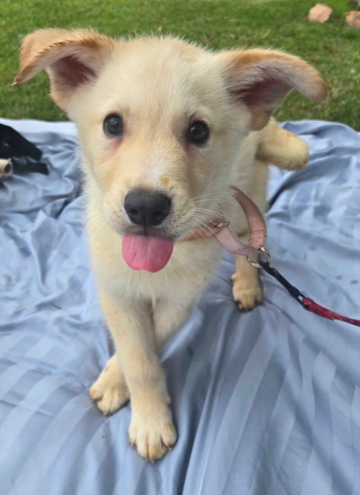 JAMESON $425, an adoptable mixed breed in Milwaukee, WI image 4/4