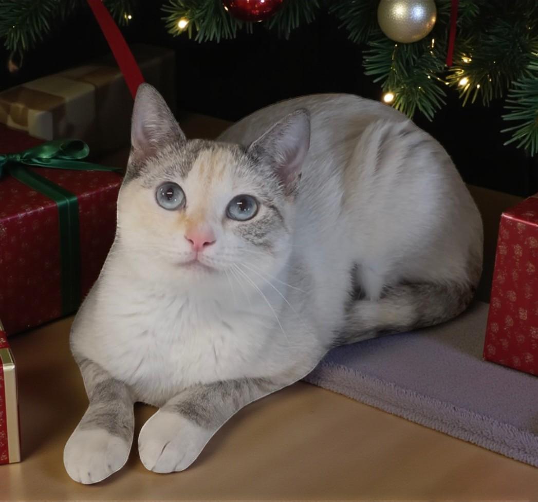 Kira — A Tender Little Soul Hoping for a Furr-ever Family