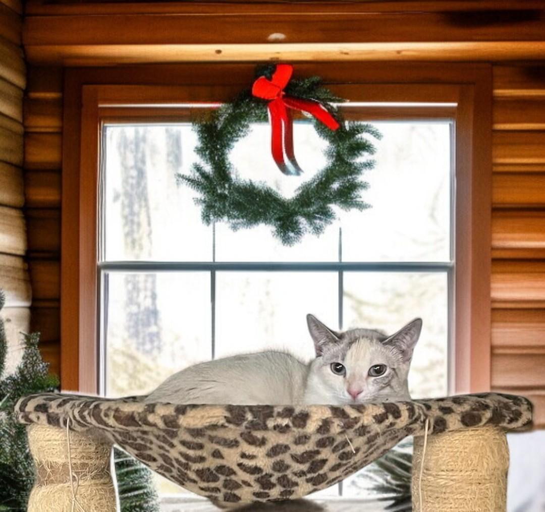 Kira — A Tender Little Soul Hoping for a Furr-ever Family