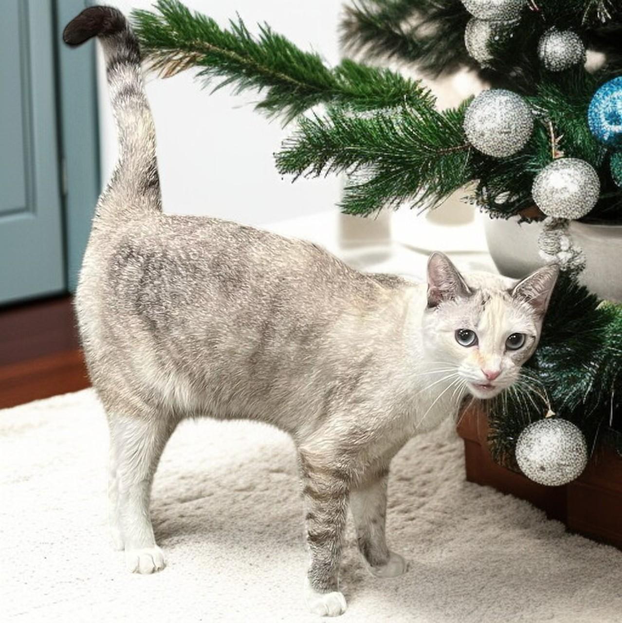 Kira — A Tender Little Soul Hoping for a Furr-ever Family