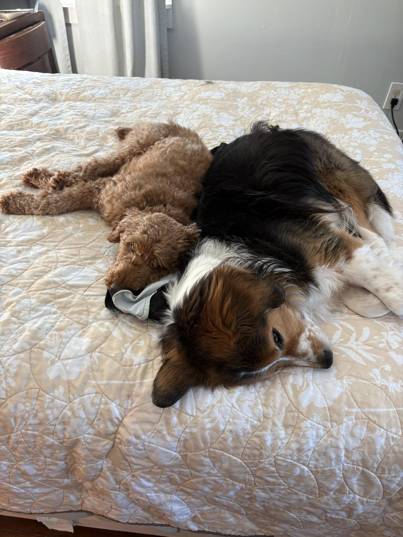 Enlarge Billy, an adopted Goldendoodle in Conesus, NY image 5/6