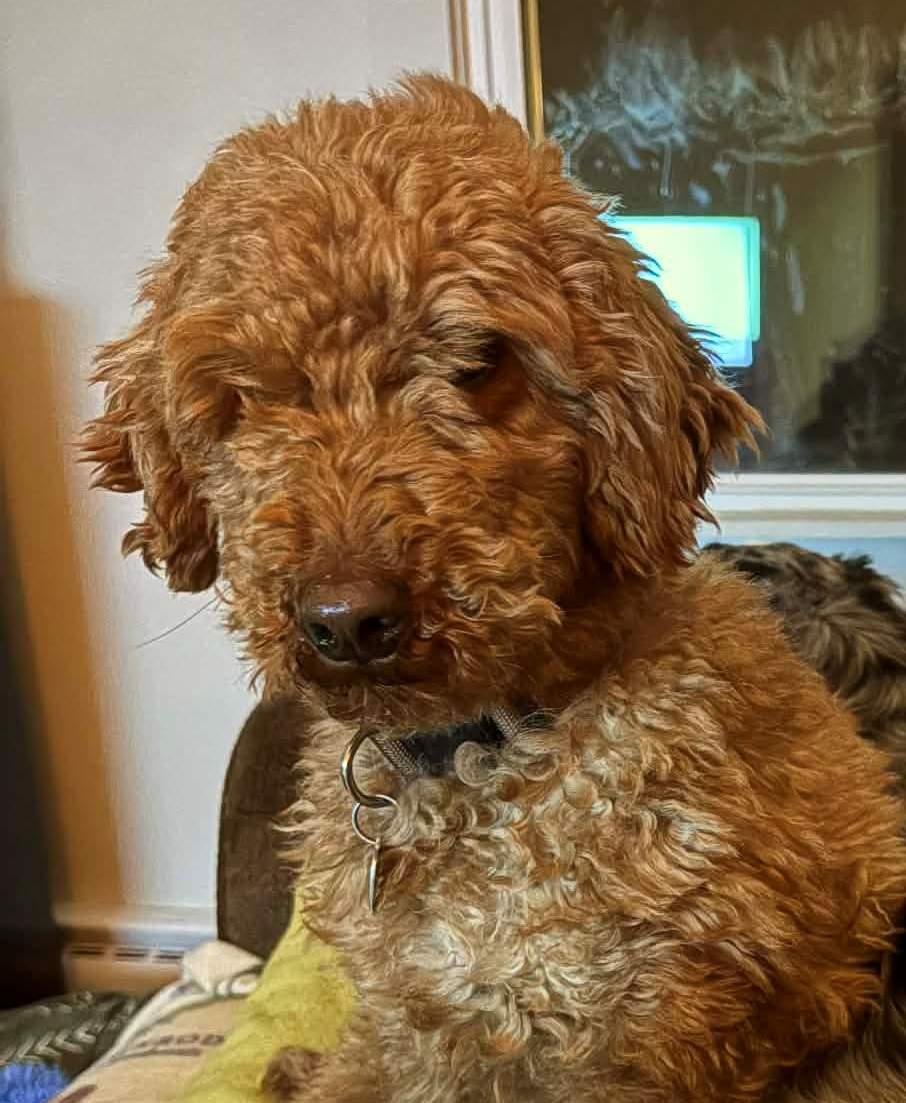 Enlarge Billy, an adopted Goldendoodle in Conesus, NY image 2/6
