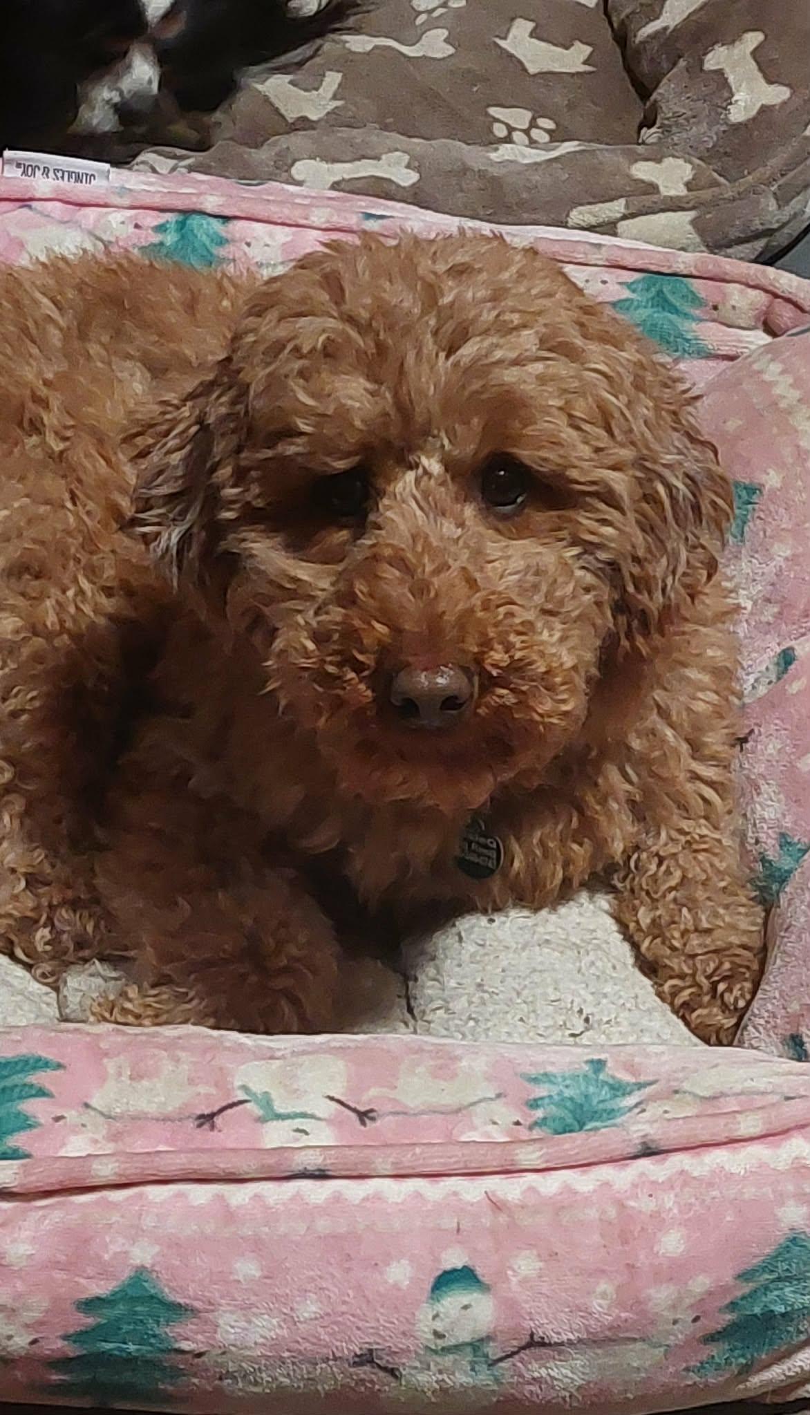 Enlarge Billy, an adopted Goldendoodle in Conesus, NY image 1/6