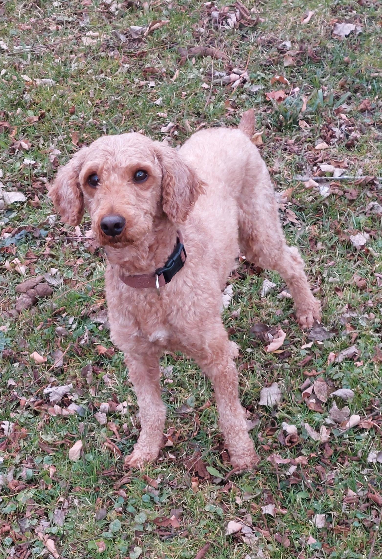 Enlarge Billy, an adopted Goldendoodle in Conesus, NY image 3/6