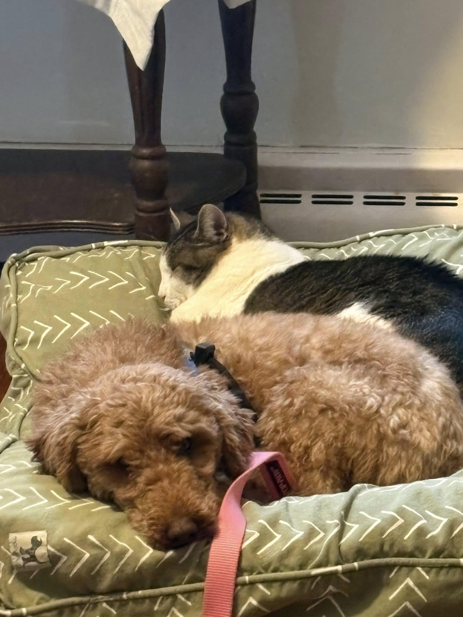 Enlarge Billy, an adopted Goldendoodle in Conesus, NY image 6/6