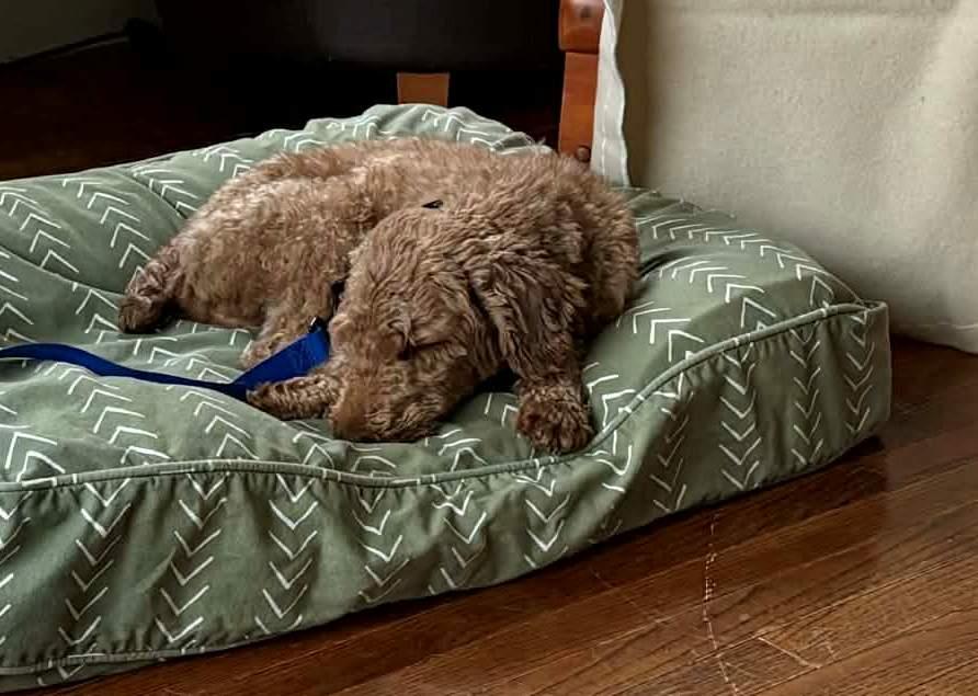 Enlarge Billy, an adopted Goldendoodle in Conesus, NY image 4/6