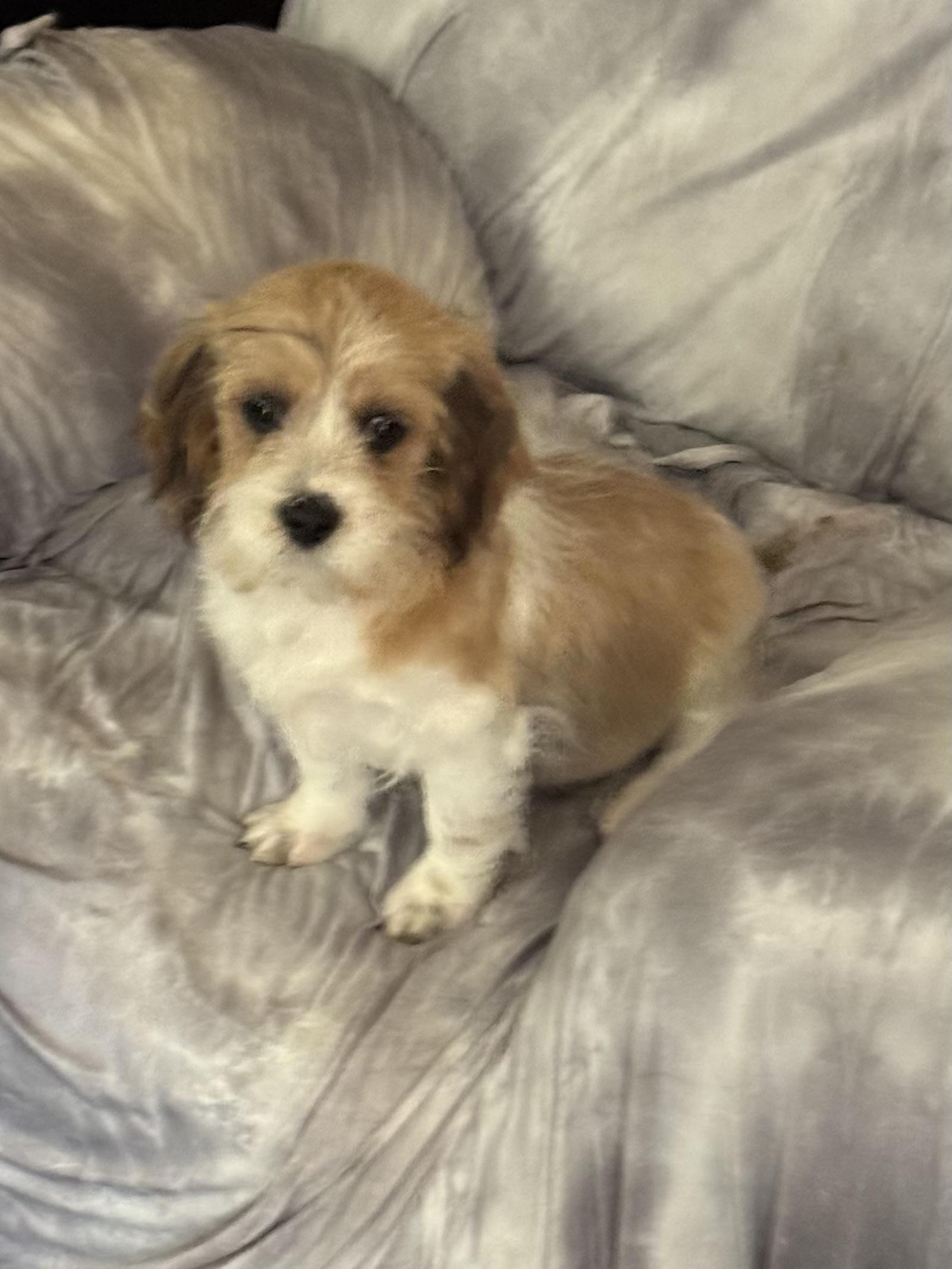 Scotty nka Scout, a Adopted mixed breed in Florissant, MO image 2/3