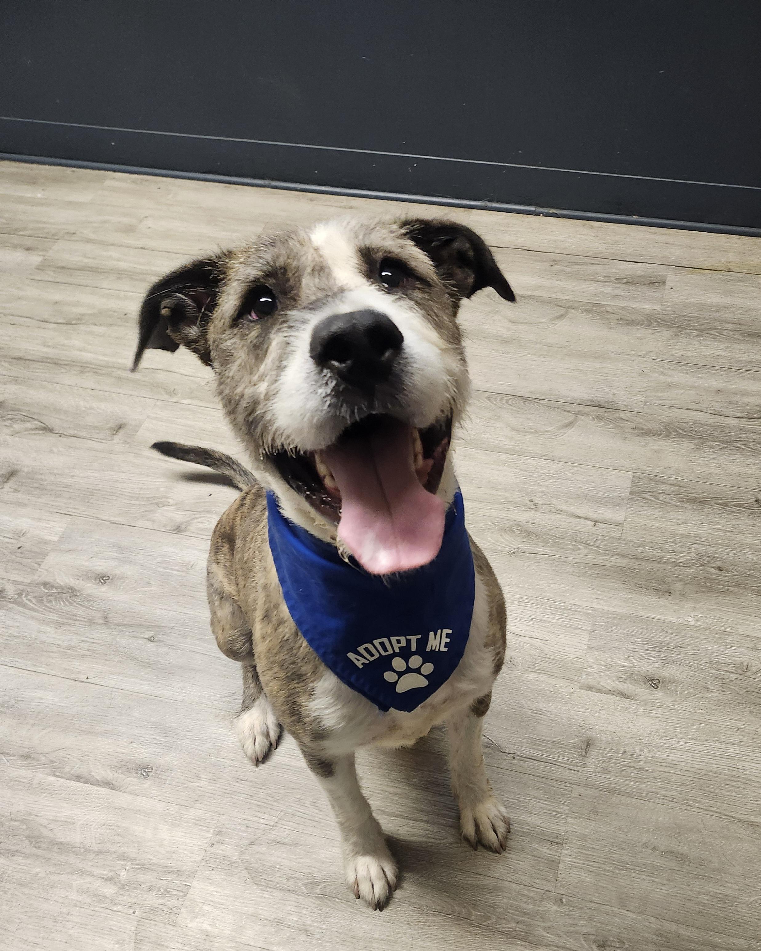 Colander, Adoptable, Adult Male Giant Schnauzer & Boxer.