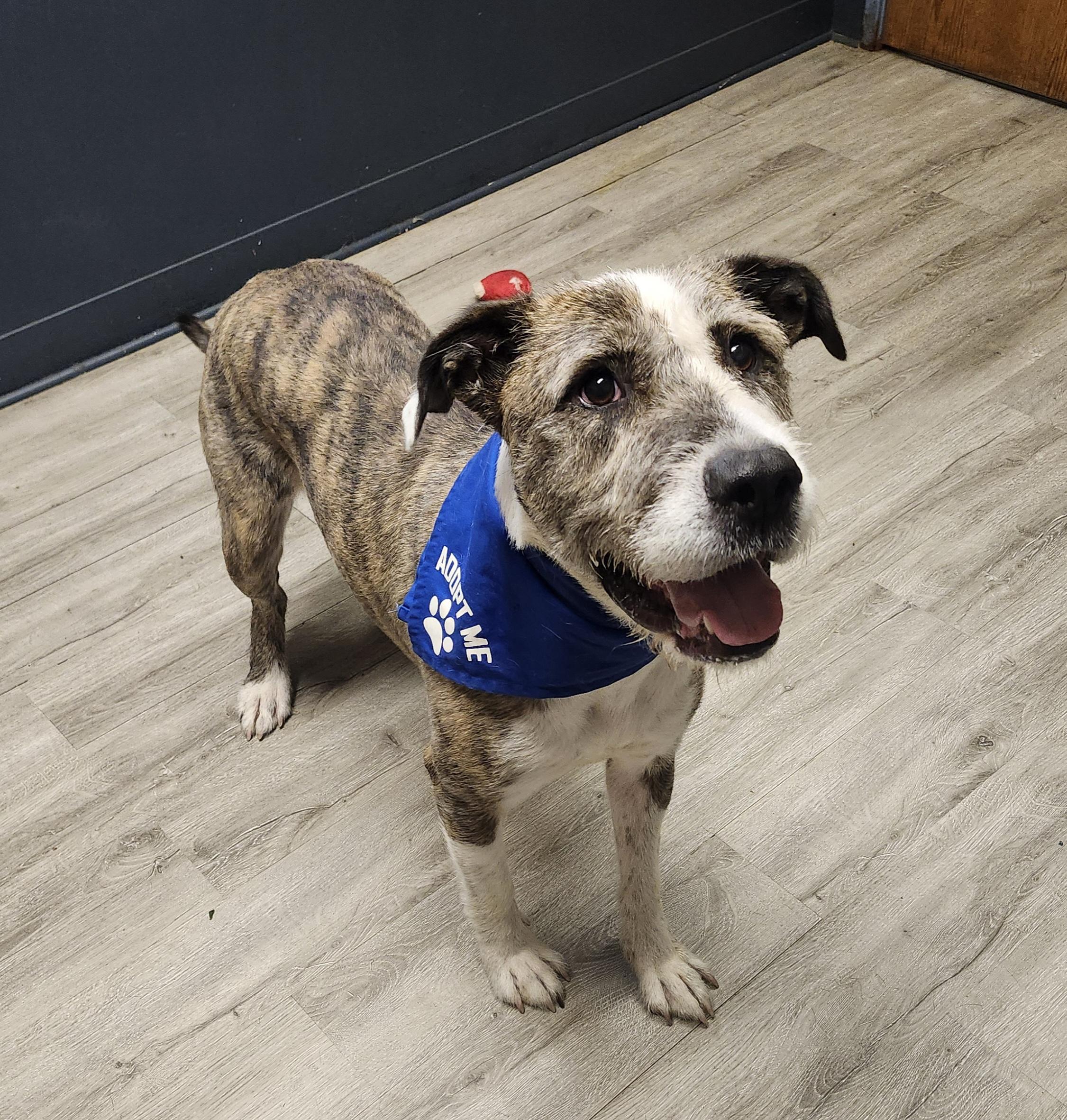 Enlarge Colander, a Adoptable mixed breed in Mansfield, OH image 2/4