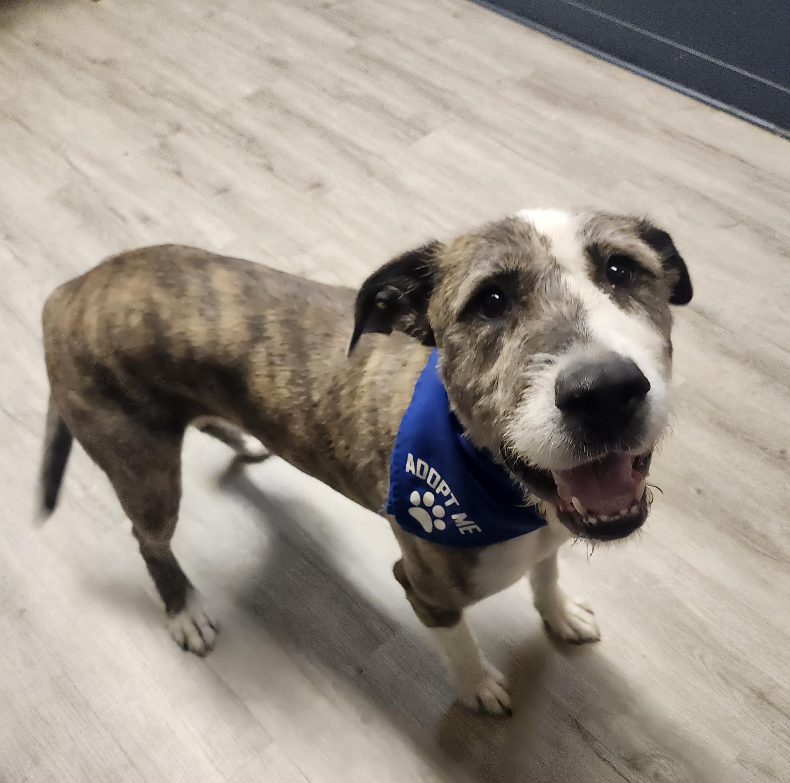 Enlarge Colander, a Adoptable mixed breed in Mansfield, OH image 3/4