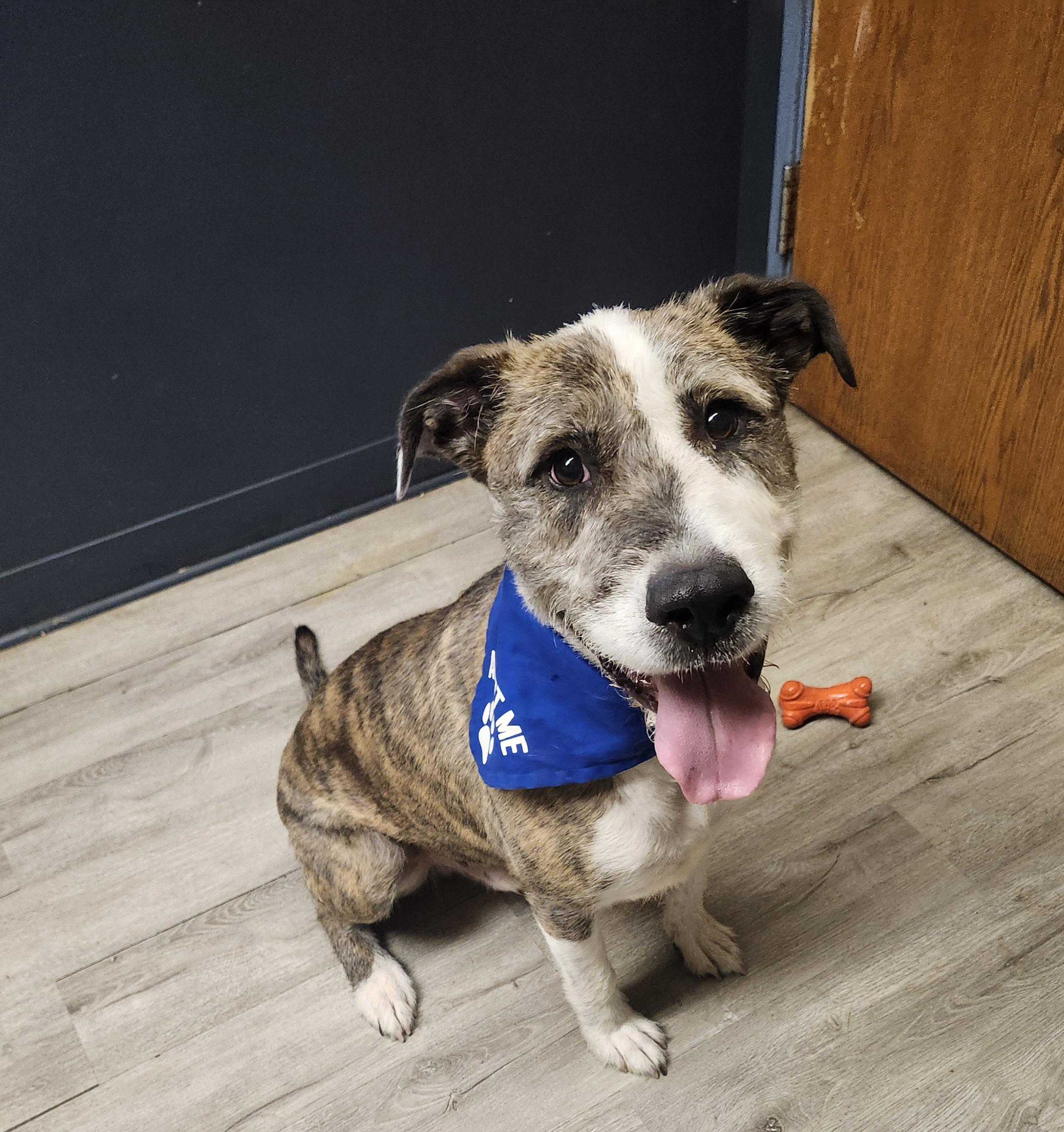 Enlarge Colander, a Adoptable mixed breed in Mansfield, OH image 4/4