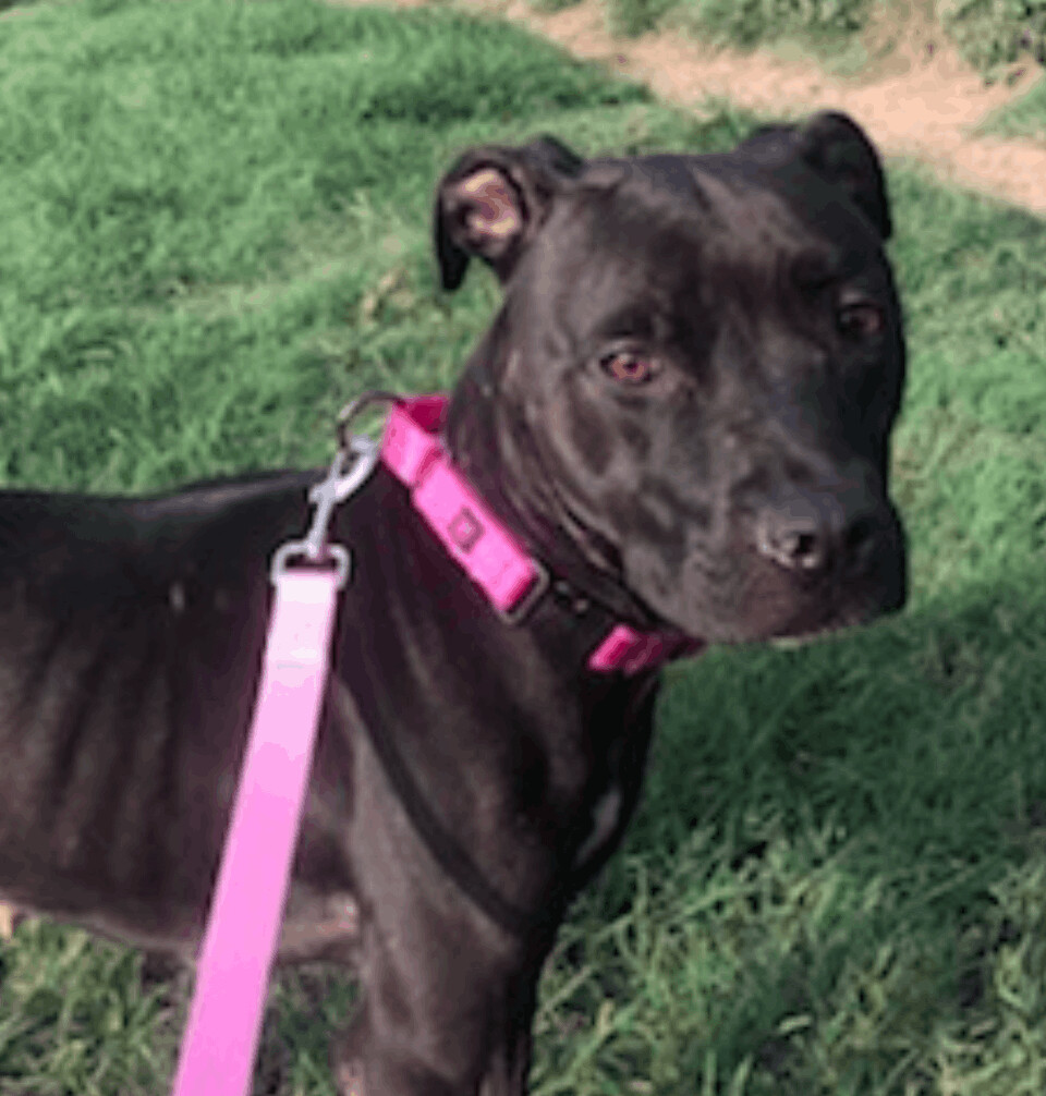 Enlarge Chrissy, a Adoptable mixed breed in Austin, TX image 2/4