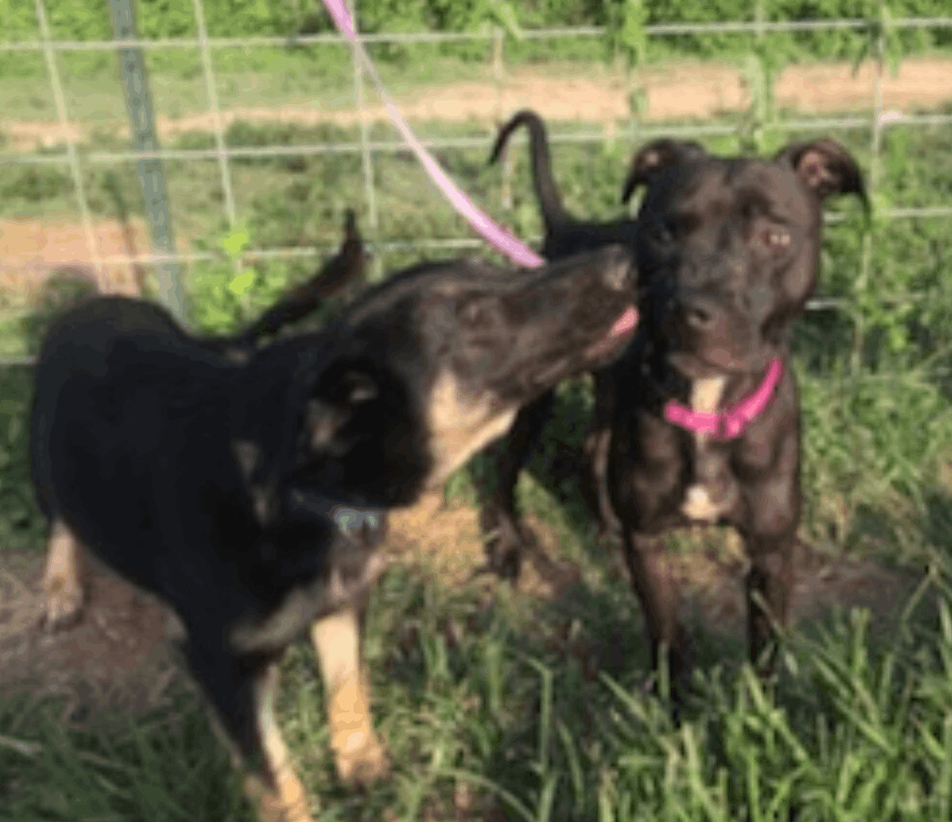 Enlarge Chrissy, a Adoptable mixed breed in Austin, TX image 3/4