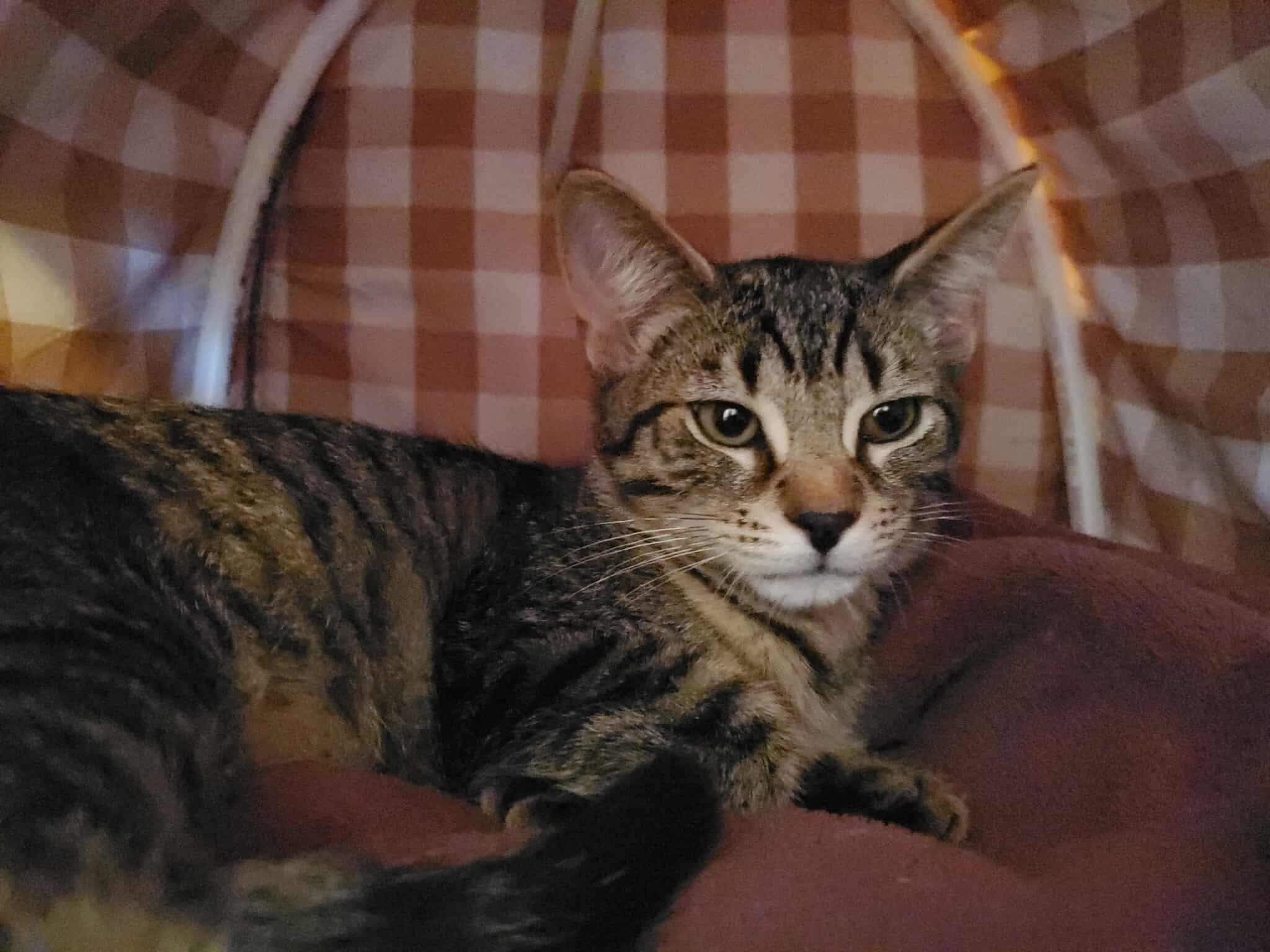 Enlarge Kiwi, an adopted Tabby in Charlotte, NC image 1/1