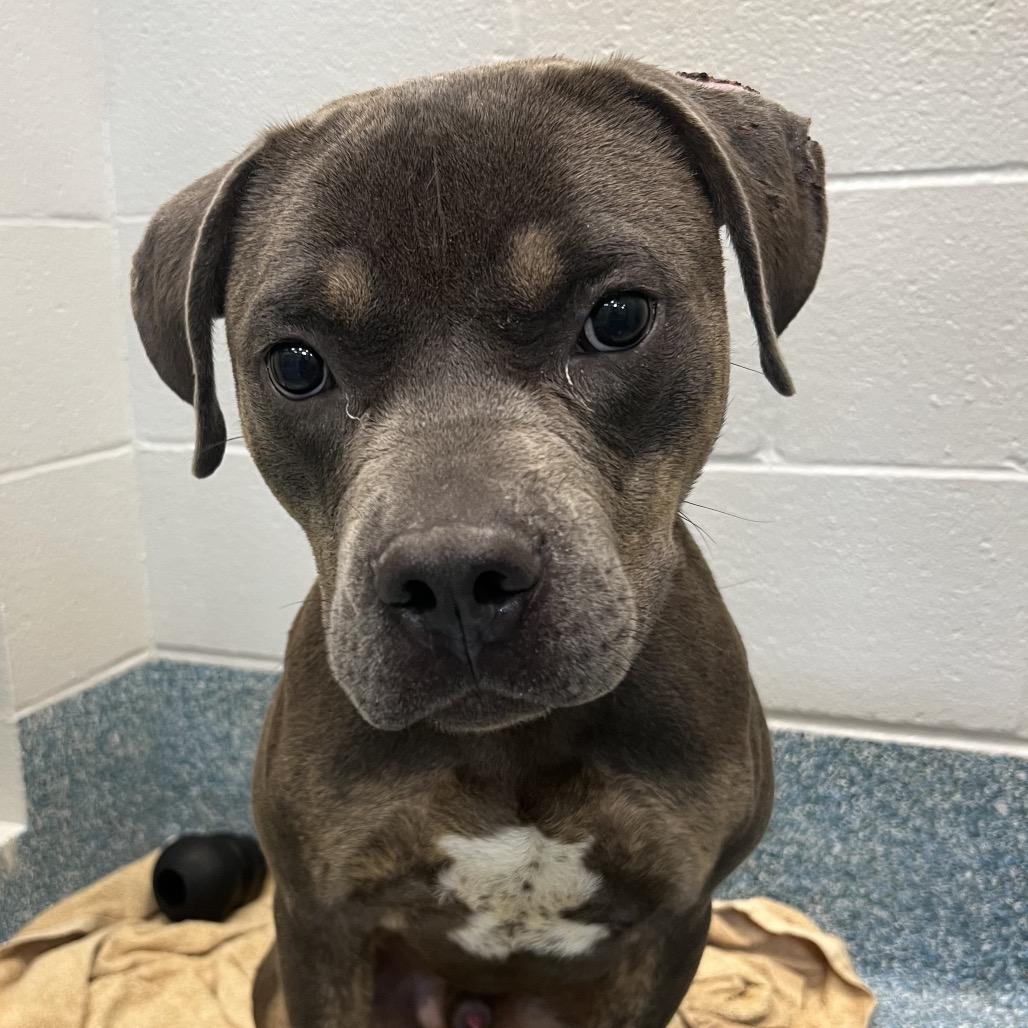 Bessemer, Adoptable, Adult Male Mixed Breed.