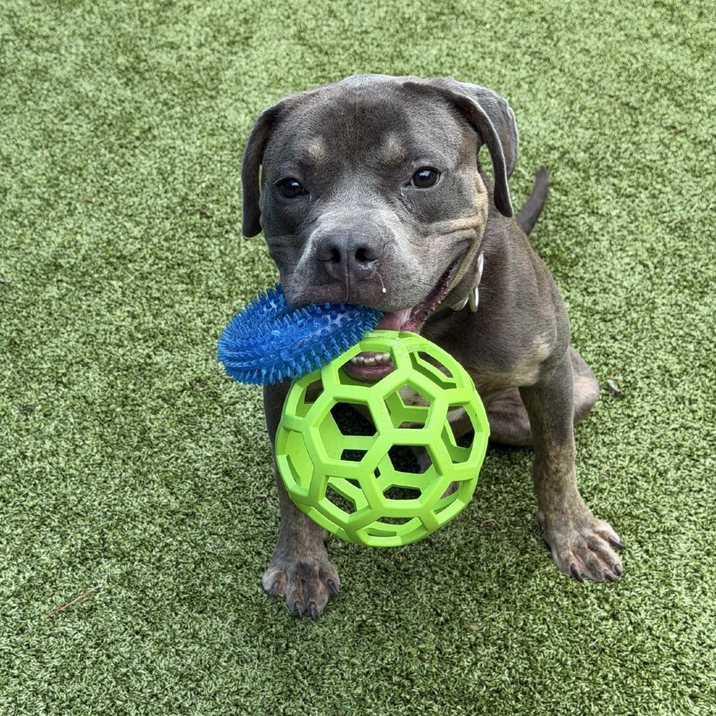 Bessemer, a Adoptable Mixed Breed in Greensboro, NC image 2/6