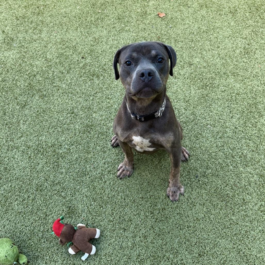 Bessemer, a Adoptable Mixed Breed in Greensboro, NC image 3/6