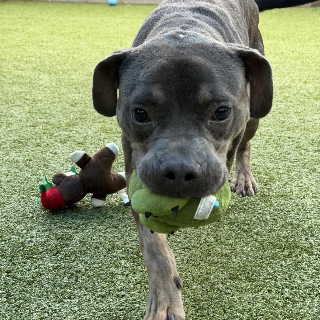 Bessemer, a Adoptable Mixed Breed in Greensboro, NC image 4/6