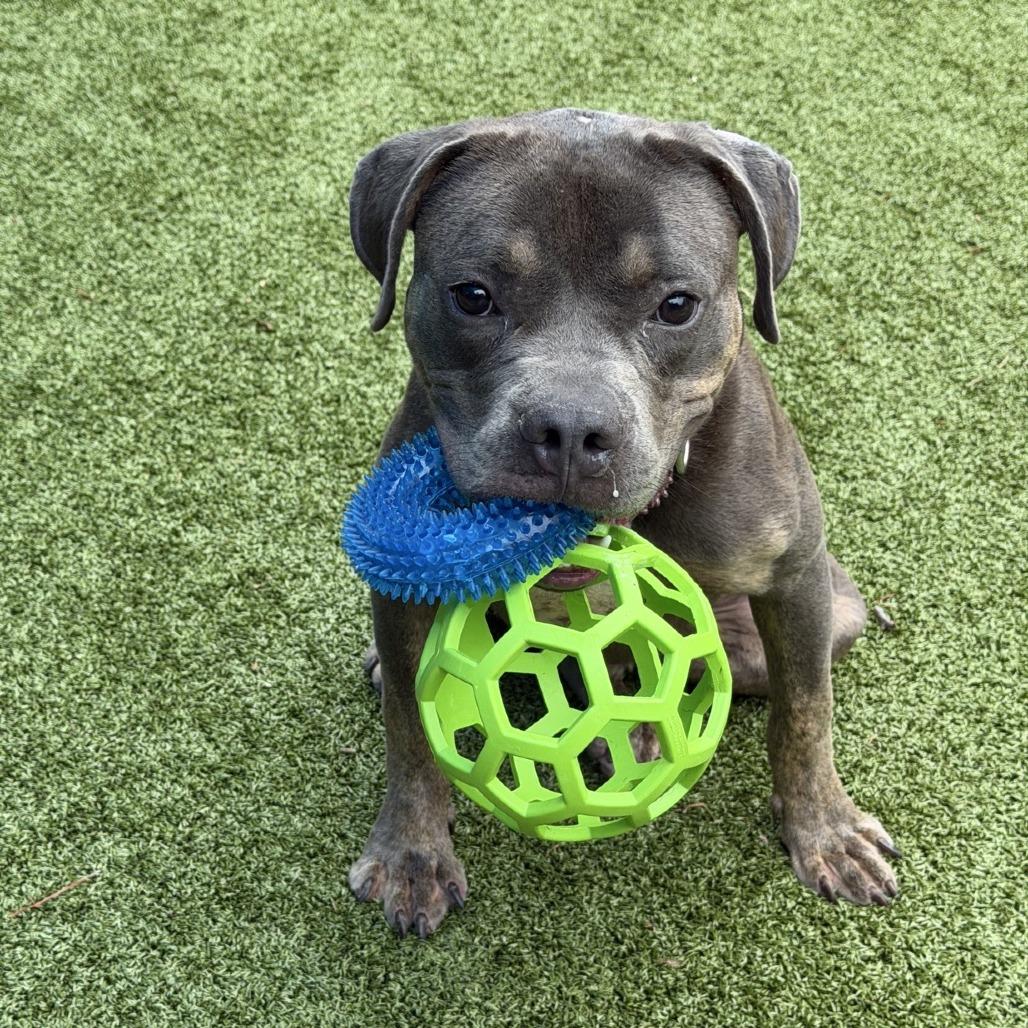Bessemer, a Adoptable Mixed Breed in Greensboro, NC image 5/6