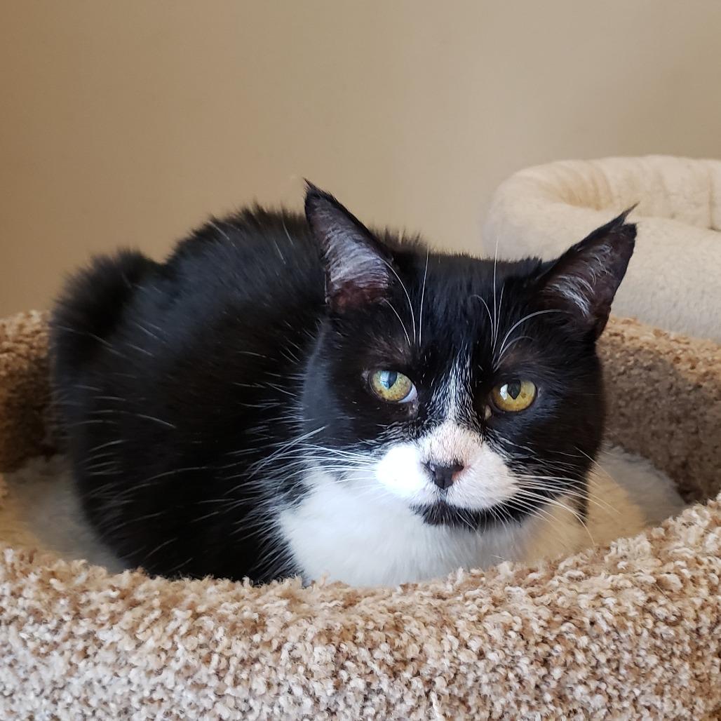 Moth, Adoptable, Adult Female Domestic Short Hair.