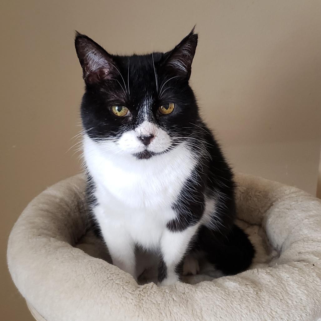 Enlarge Moth, a Adoptable mixed breed in Bulverde, TX image 2/4