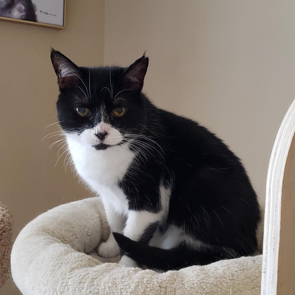 Enlarge Moth, a Adoptable mixed breed in Bulverde, TX image 3/4