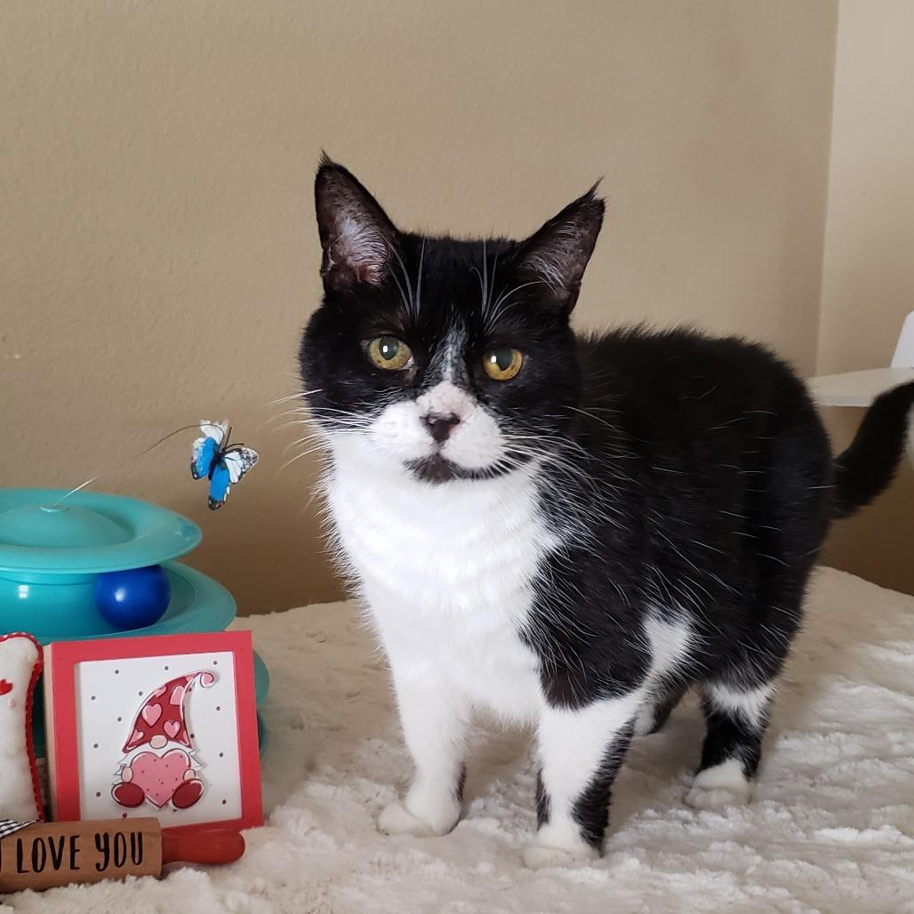 Enlarge Moth, a Adoptable mixed breed in Bulverde, TX image 4/4