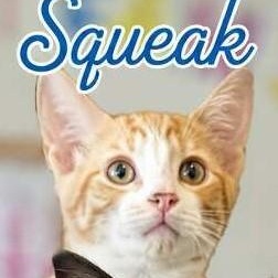 Squeak, a Adoptable Domestic Short Hair in West Orange, NJ image 1/2