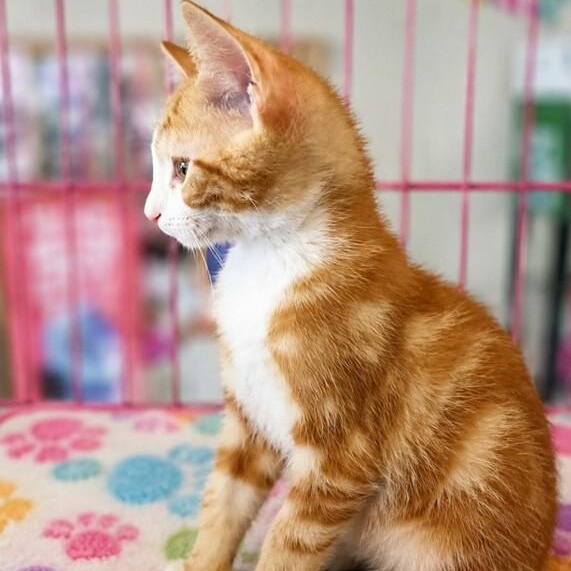 Squeak, a Adoptable Domestic Short Hair in West Orange, NJ image 2/2