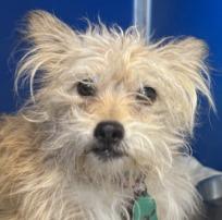 Tom, Adoptable, Adult Male Terrier.
