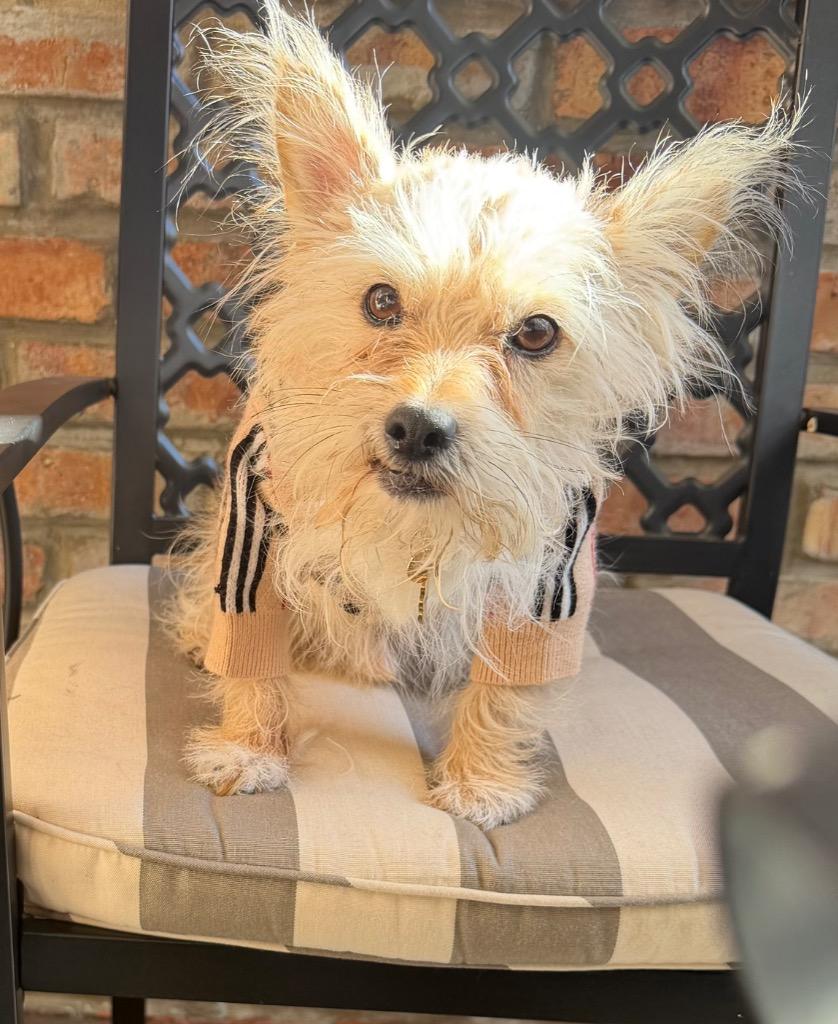 Enlarge Tom, a Adoptable mixed breed in West Bloomfield, MI image 2/2