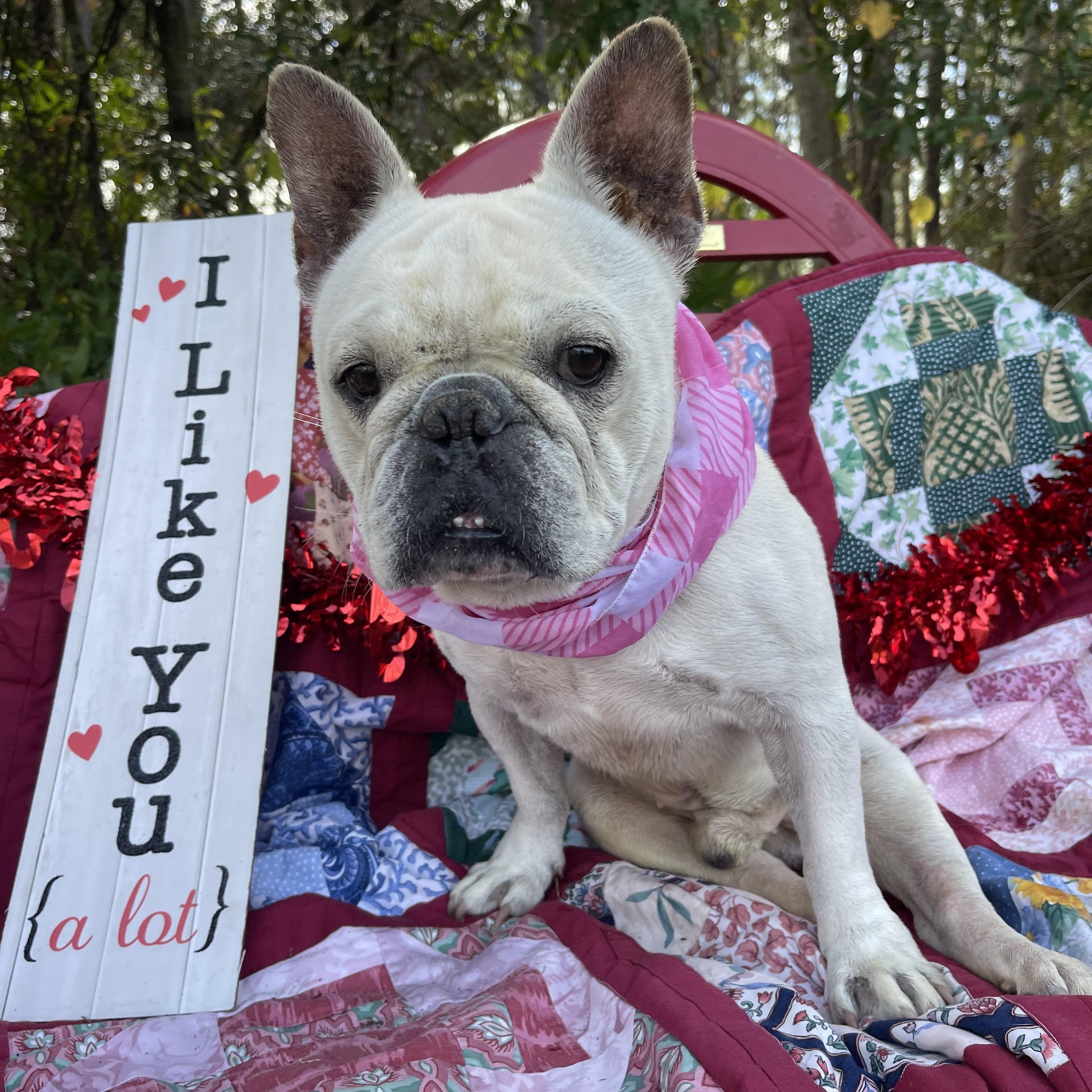 Ghost, a Adoptable French Bulldog in Sebring, FL image 1/4