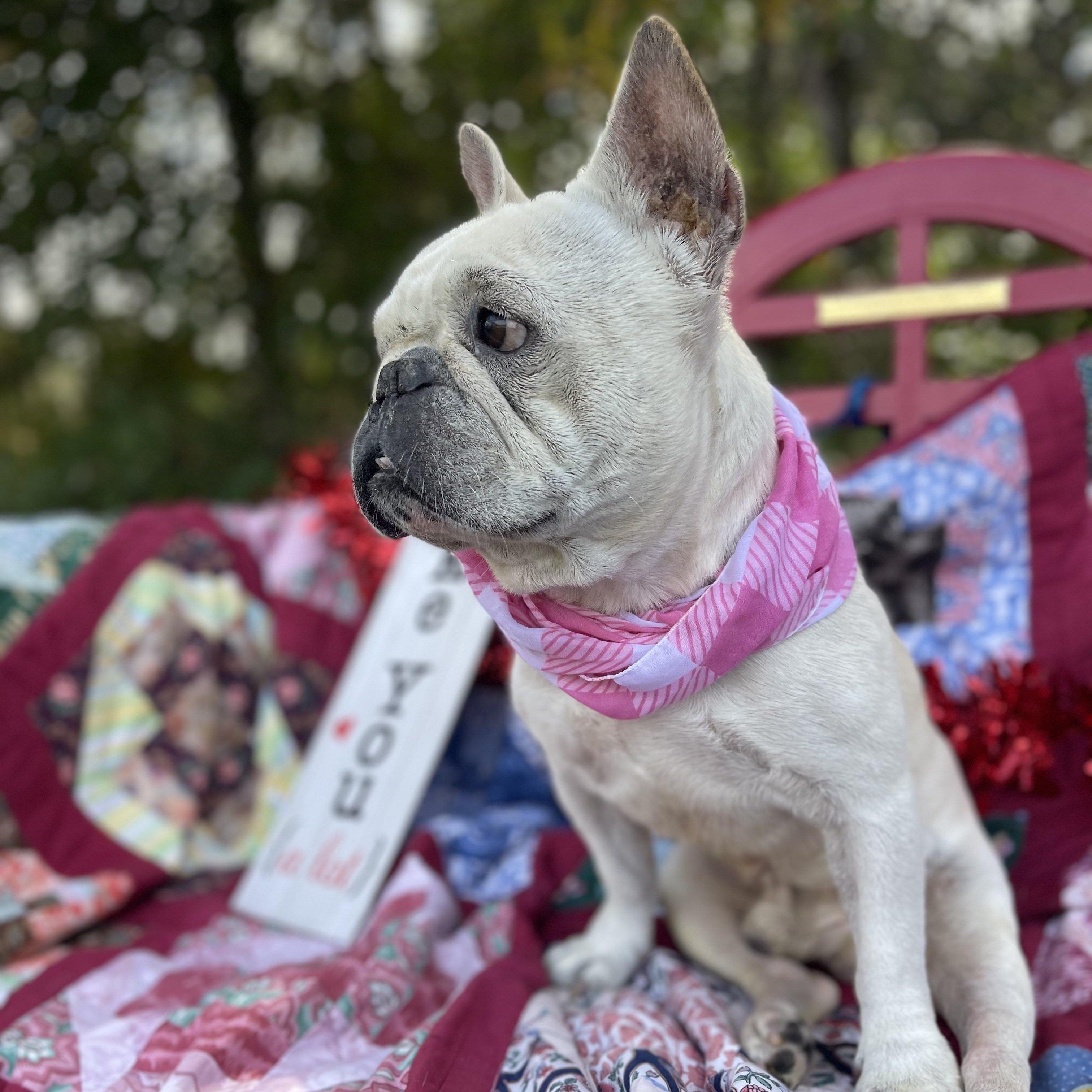 Ghost, a Adoptable French Bulldog in Sebring, FL image 2/4