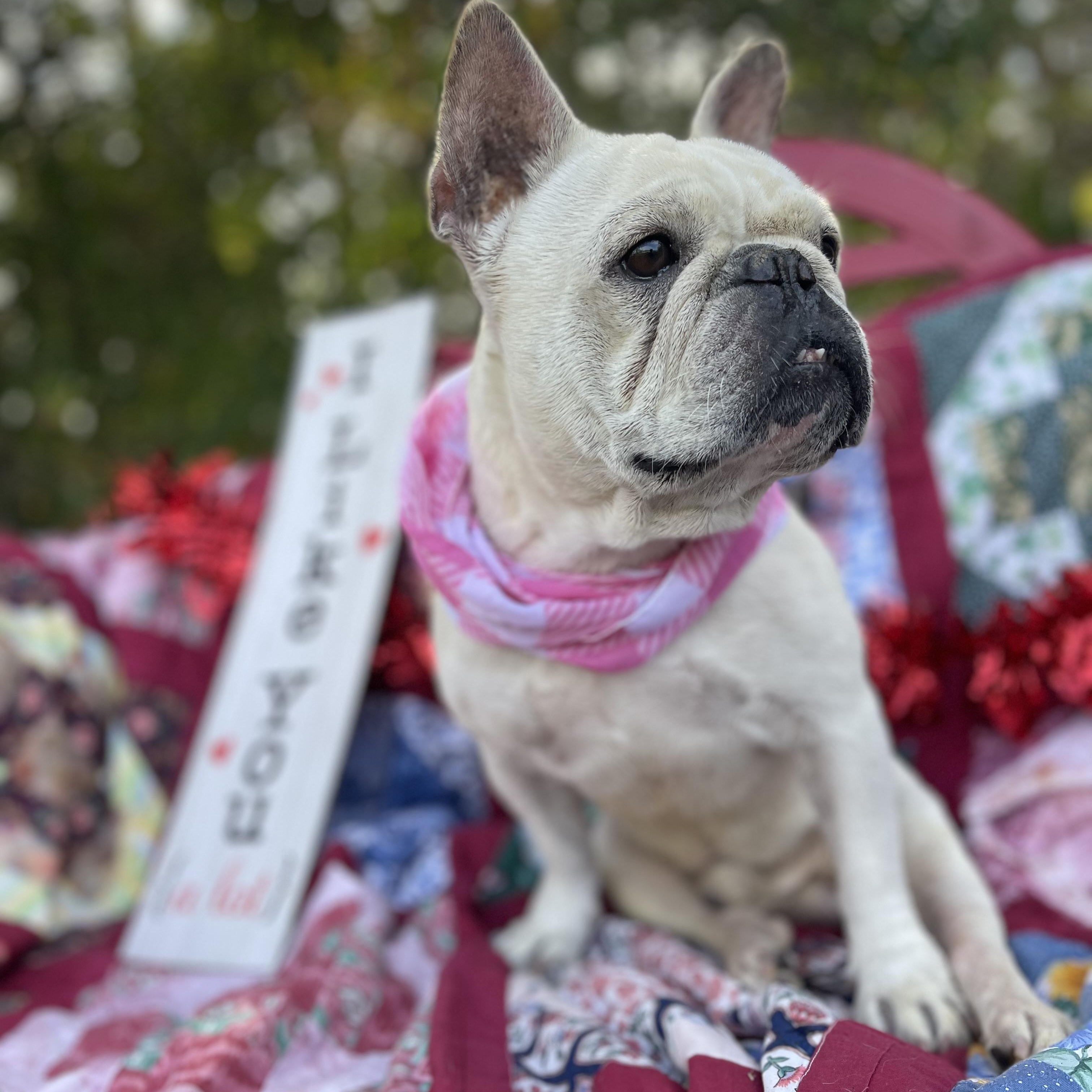 Ghost, a Adoptable French Bulldog in Sebring, FL image 3/4