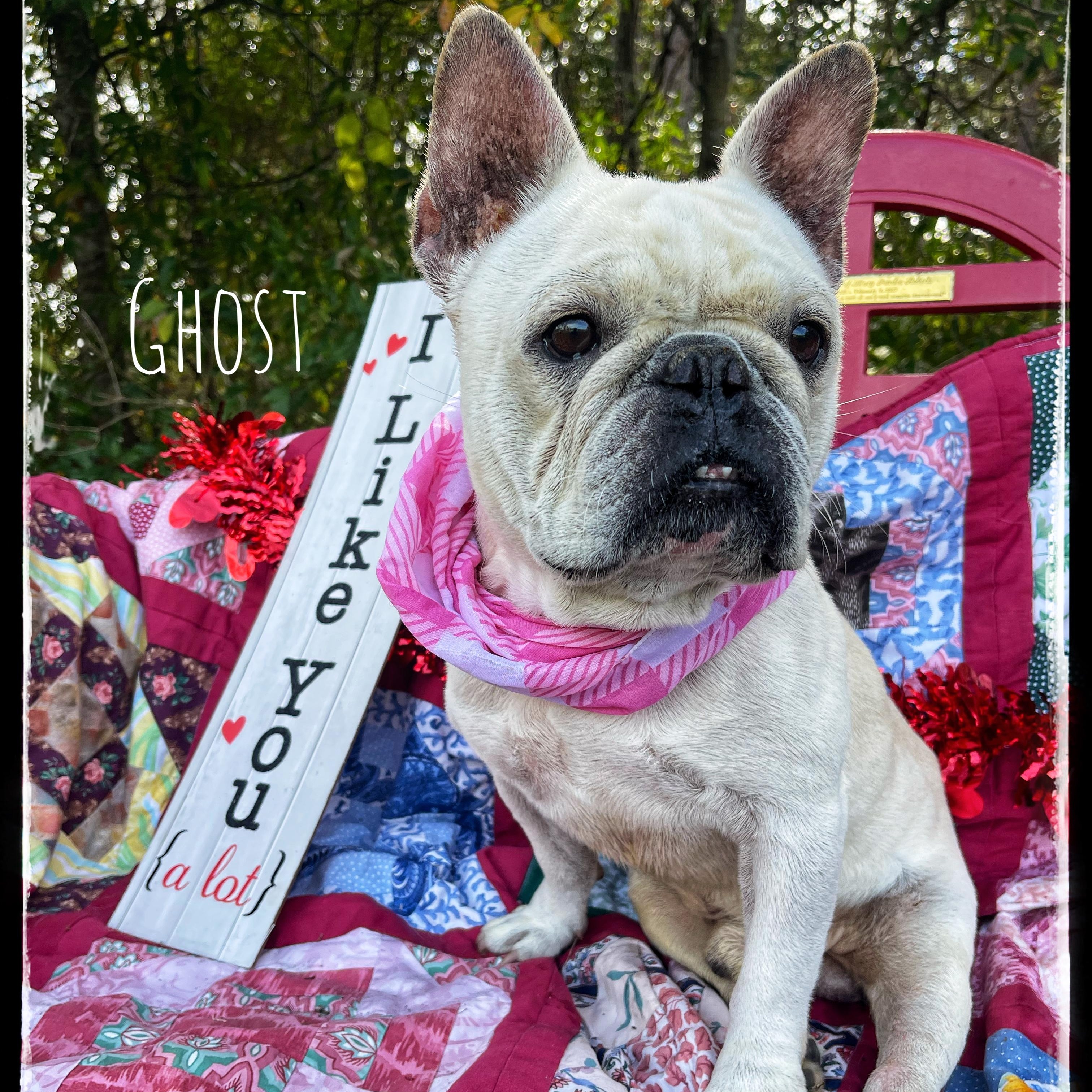 Ghost, Adult Male French Bulldog