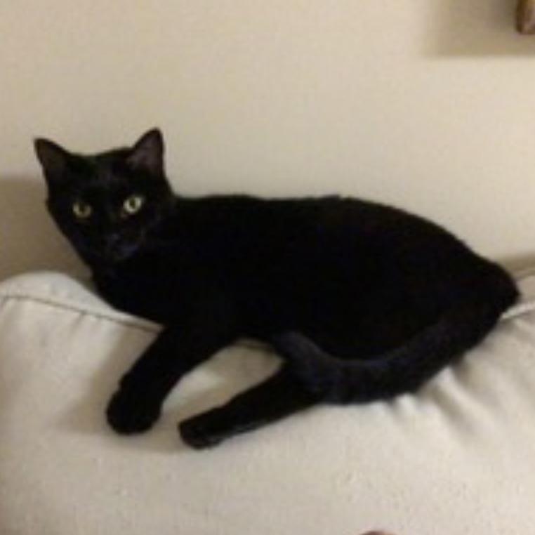 Looney Tunes, Adoptable, Senior Female Domestic Short Hair.