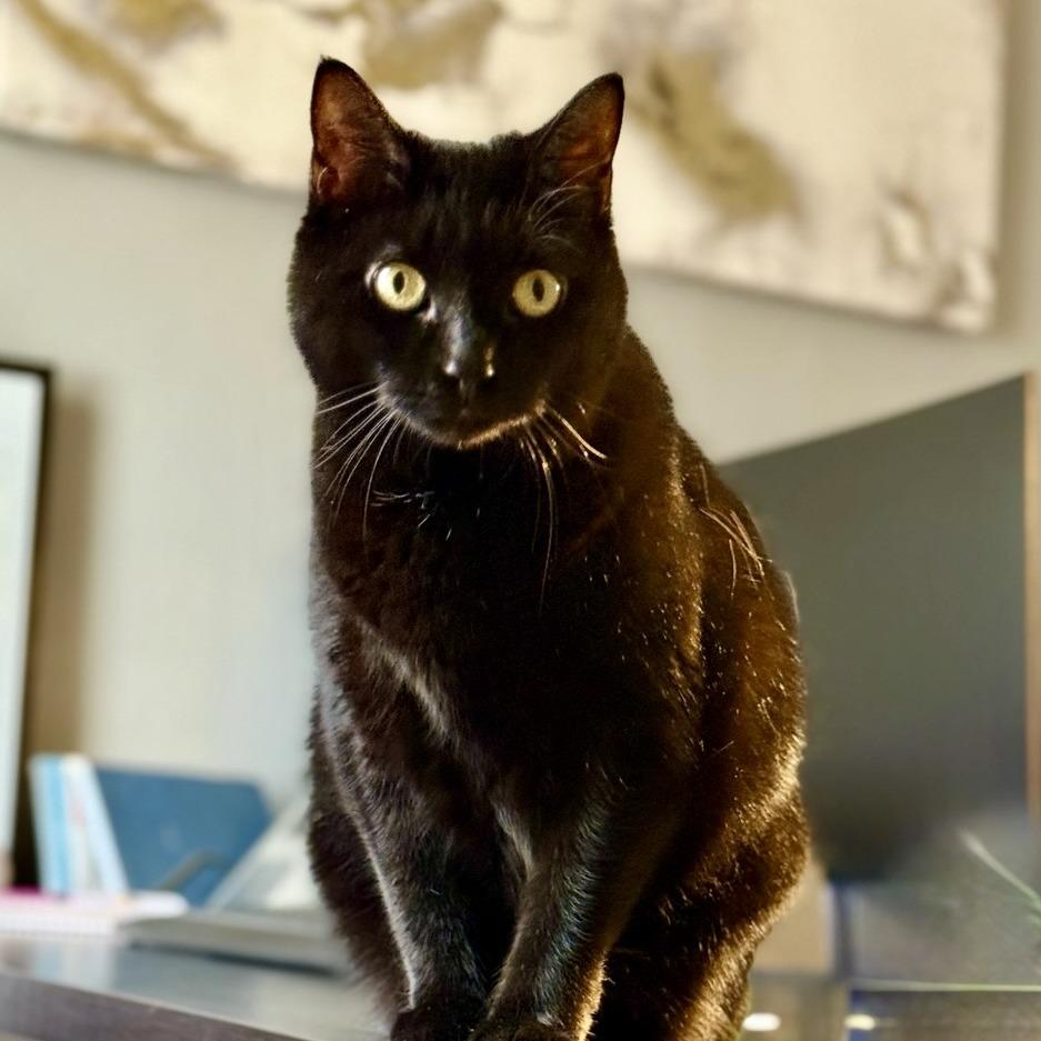 Enlarge Looney Tunes, a Adoptable Domestic Short Hair in Saratoga Springs, NY image 2/3