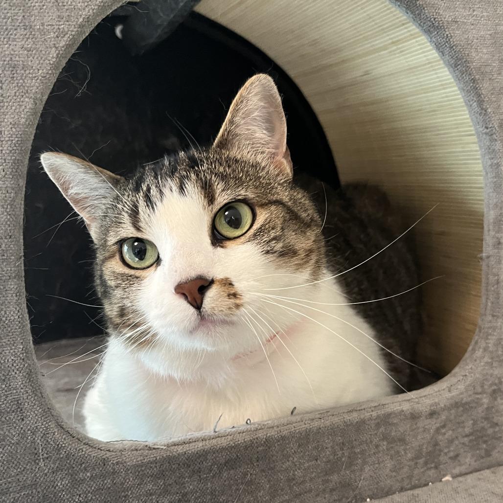 Elsa, Adoptable, Adult Female Domestic Short Hair.