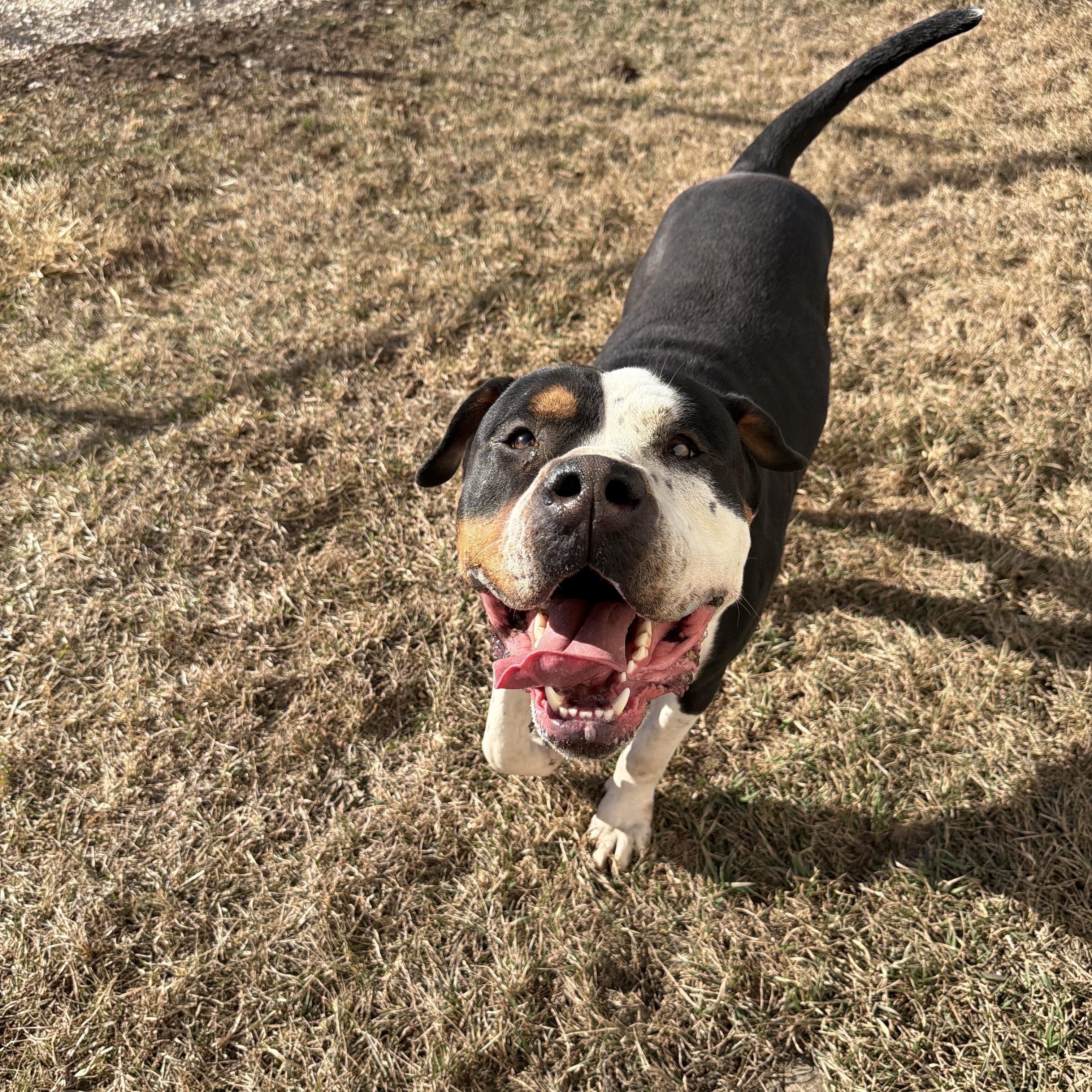 Enlarge Dirty Dan, a ADOPTABLE mixed breed in Clinton, IL image 4/6