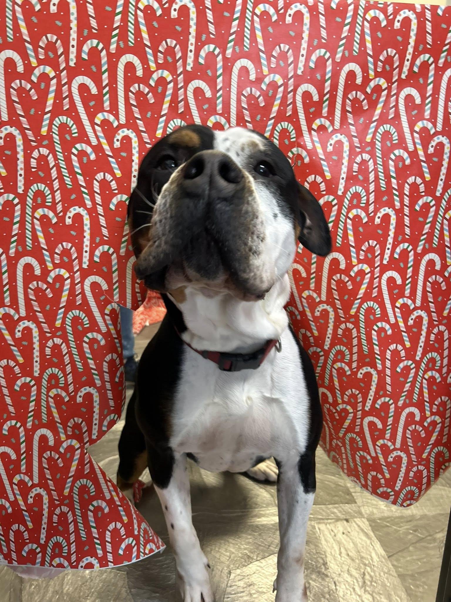 Enlarge Dirty Dan, a ADOPTABLE mixed breed in Clinton, IL image 1/2