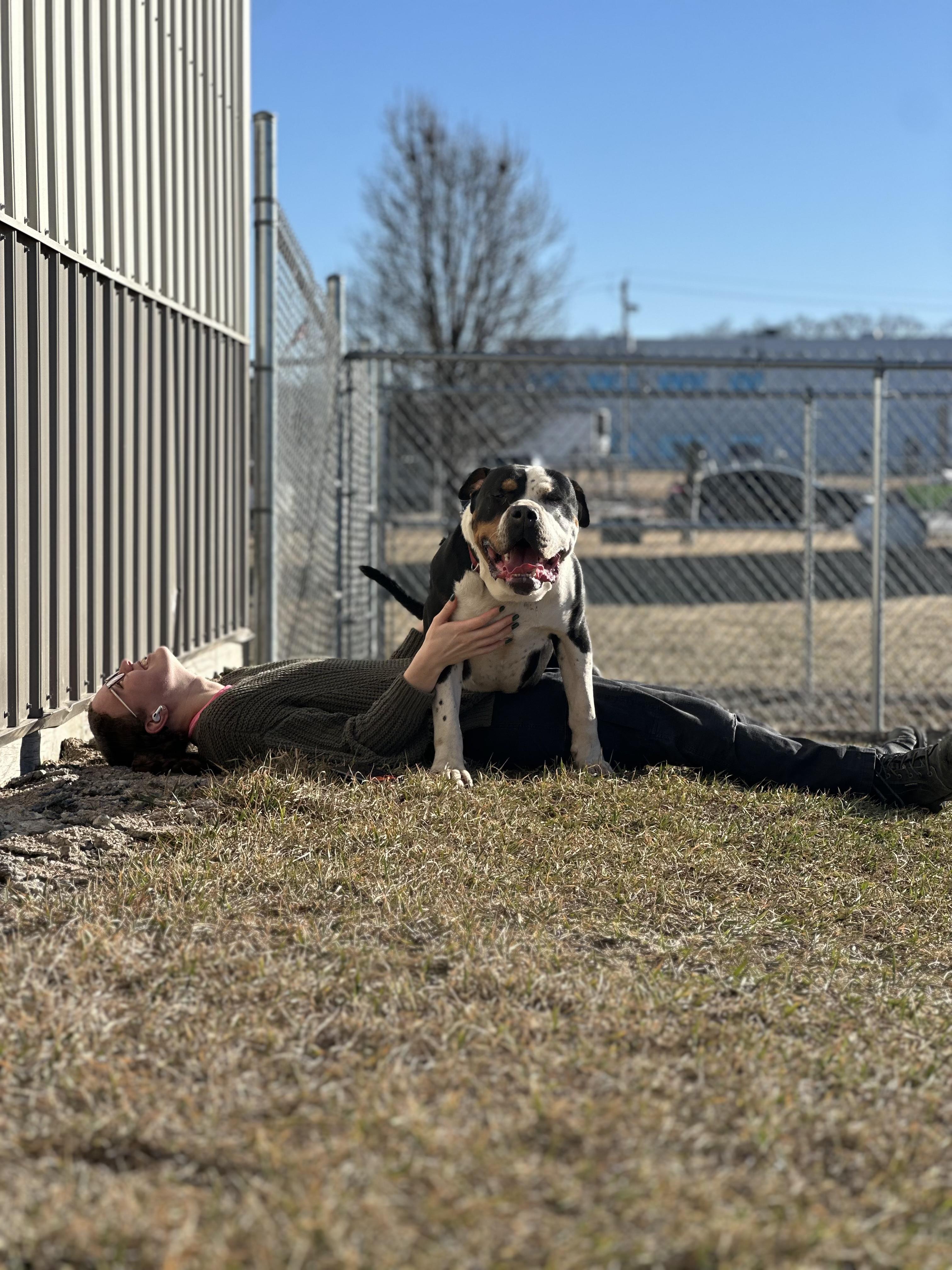 Enlarge Dirty Dan, a ADOPTABLE mixed breed in Clinton, IL image 6/6