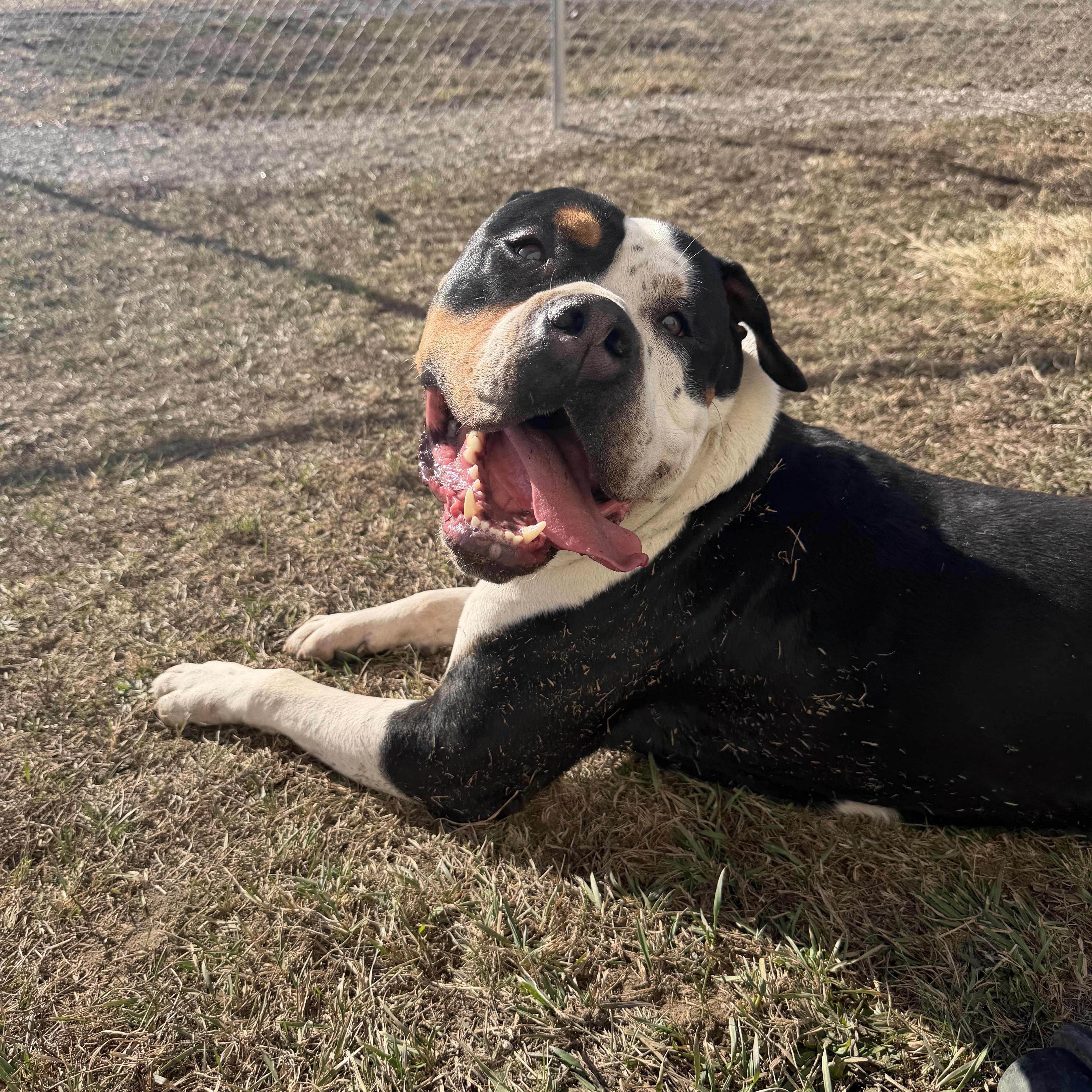 Enlarge Dirty Dan, a ADOPTABLE mixed breed in Clinton, IL image 1/6