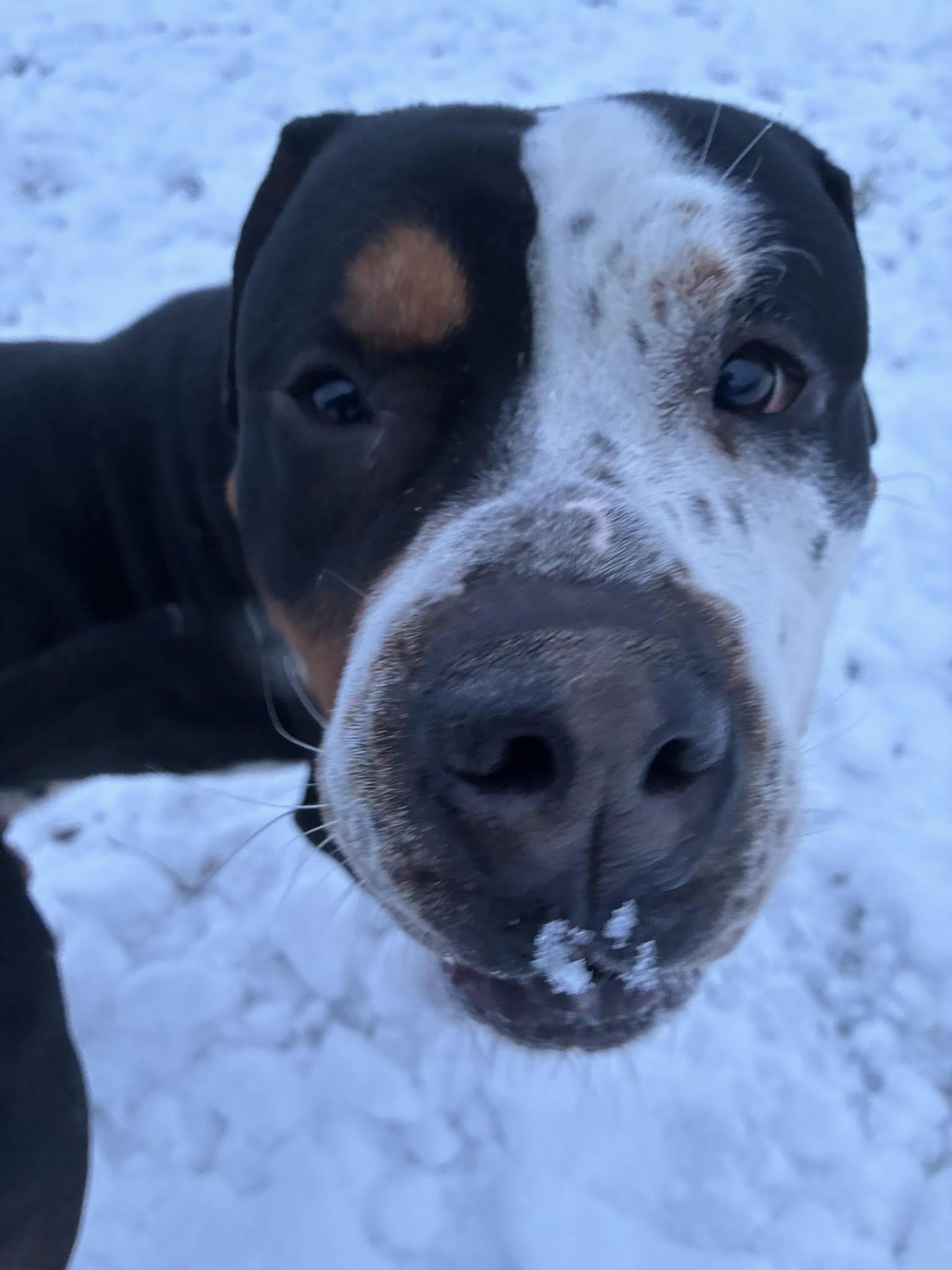 Enlarge Dirty Dan, a ADOPTABLE mixed breed in Clinton, IL image 2/2