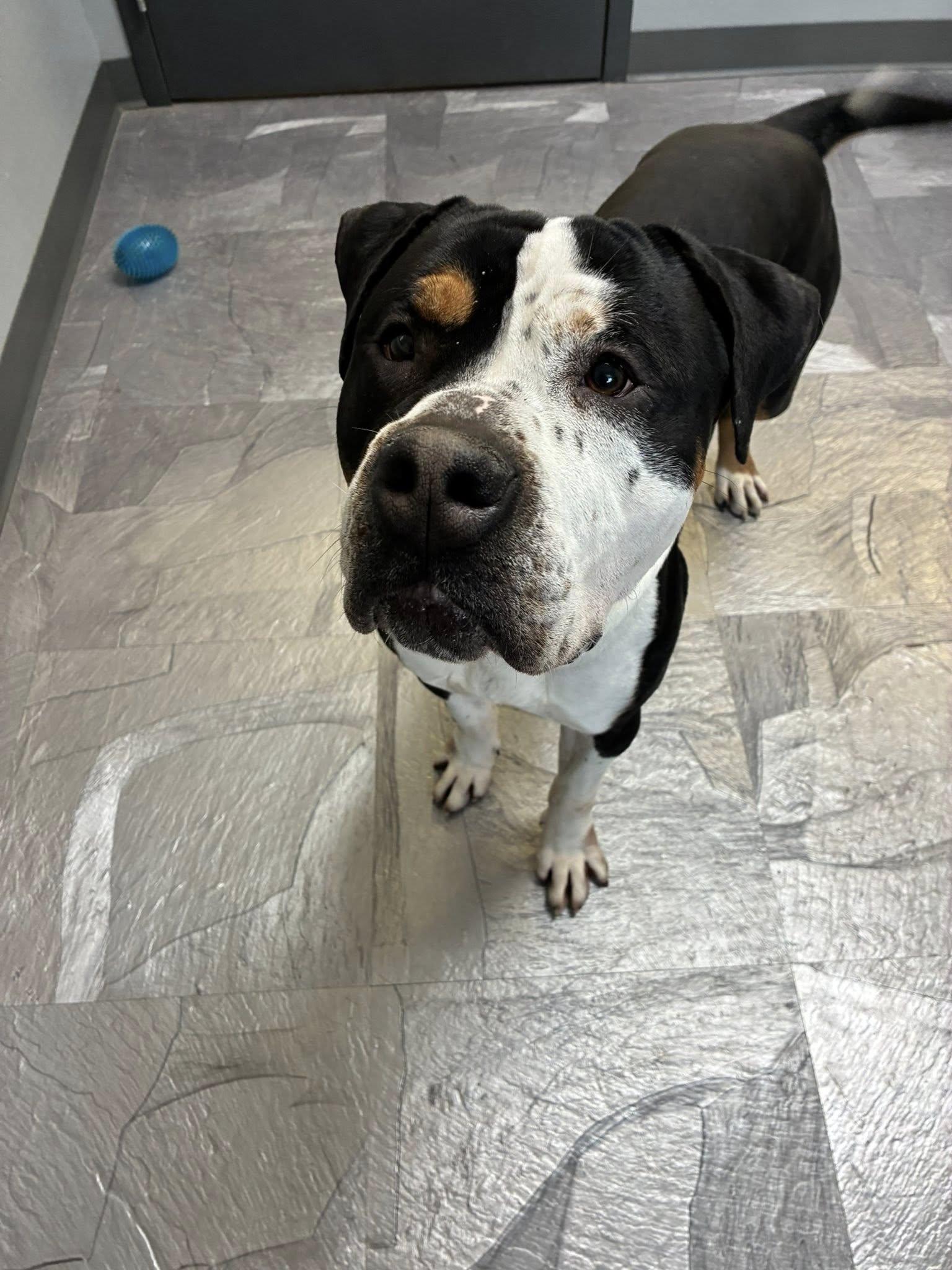 Enlarge Dirty Dan, a ADOPTABLE mixed breed in Clinton, IL image 1/3