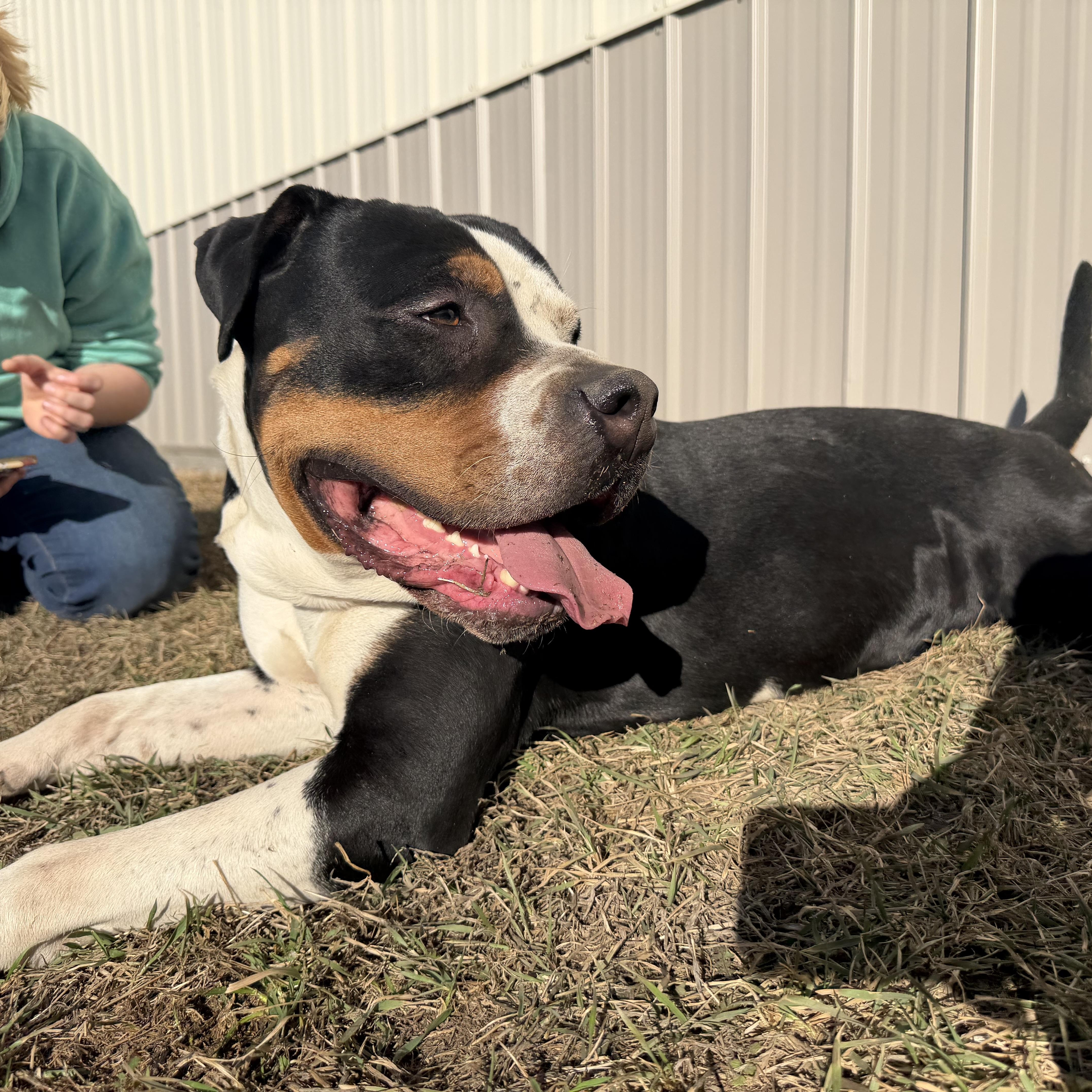 Enlarge Dirty Dan, a ADOPTABLE mixed breed in Clinton, IL image 3/6