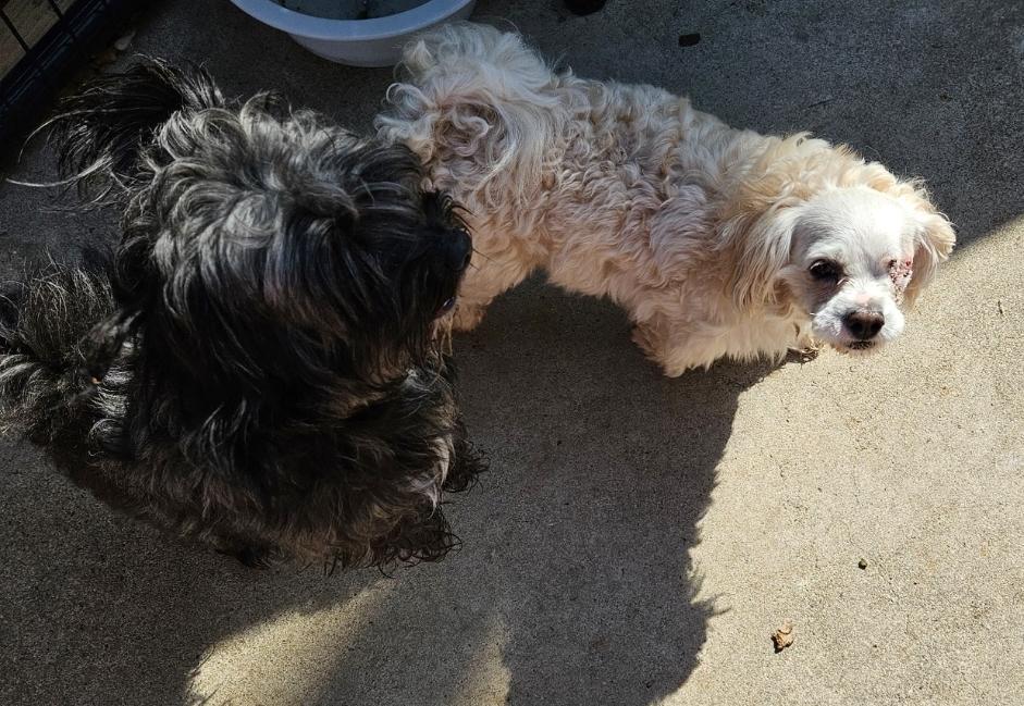 Benjamin Button Maltipoo And thumbnail 2