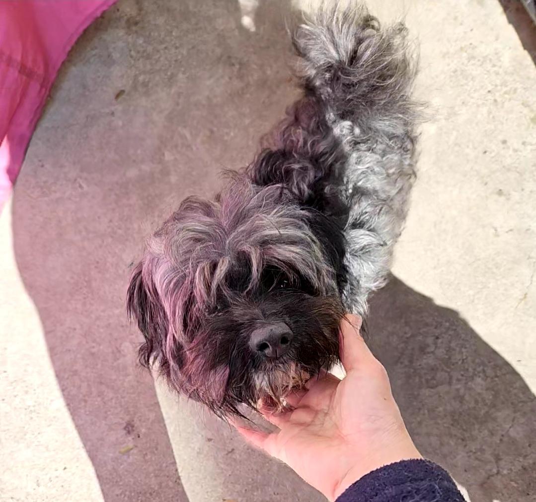 Benjamin Button Maltipoo And thumbnail 4